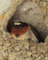 Cliff Swallow at Goliad State Park
