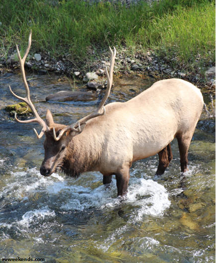 Elk at Yellowstone, N.P.